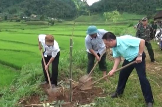 Công ty cổ phần môi trường và dịch vụ đô thị tỉnh Sơn La hỗ trợ bà con xã Chiềng On 500 cây xà cừ