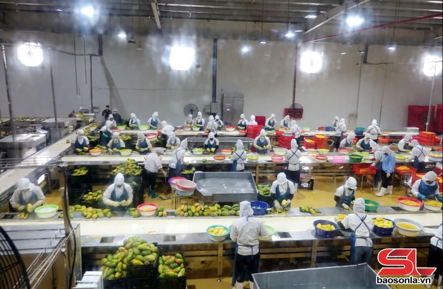  Sơn La tăng trưởng ấn tượng 8,76%  