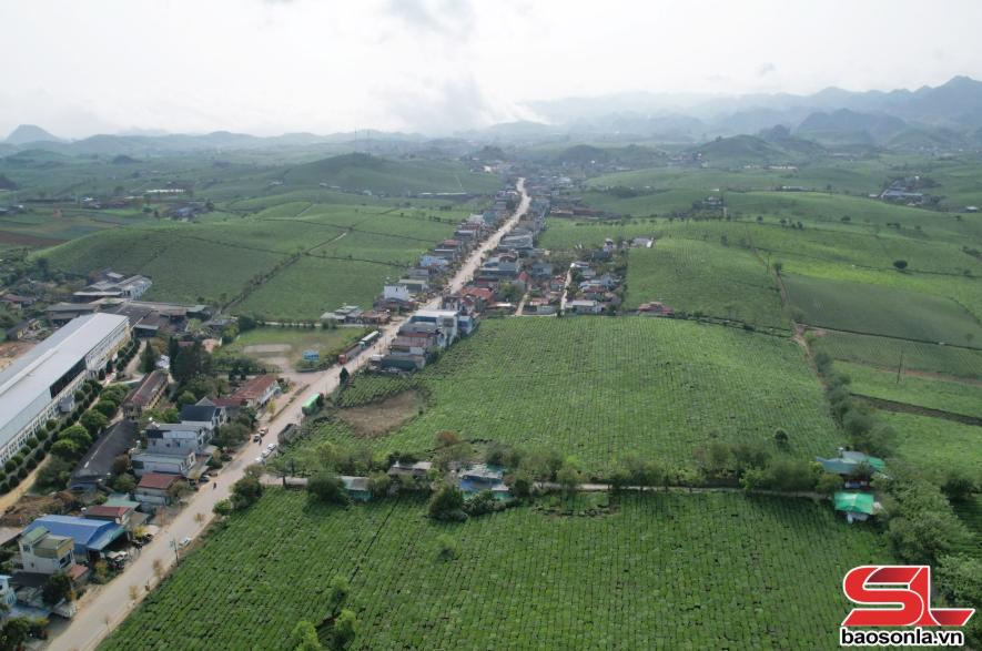 Vinatea Mộc Châu vào vụ sản xuất chè xuân Vinatea Mộc Châu vào vụ sản xuất chè xuân