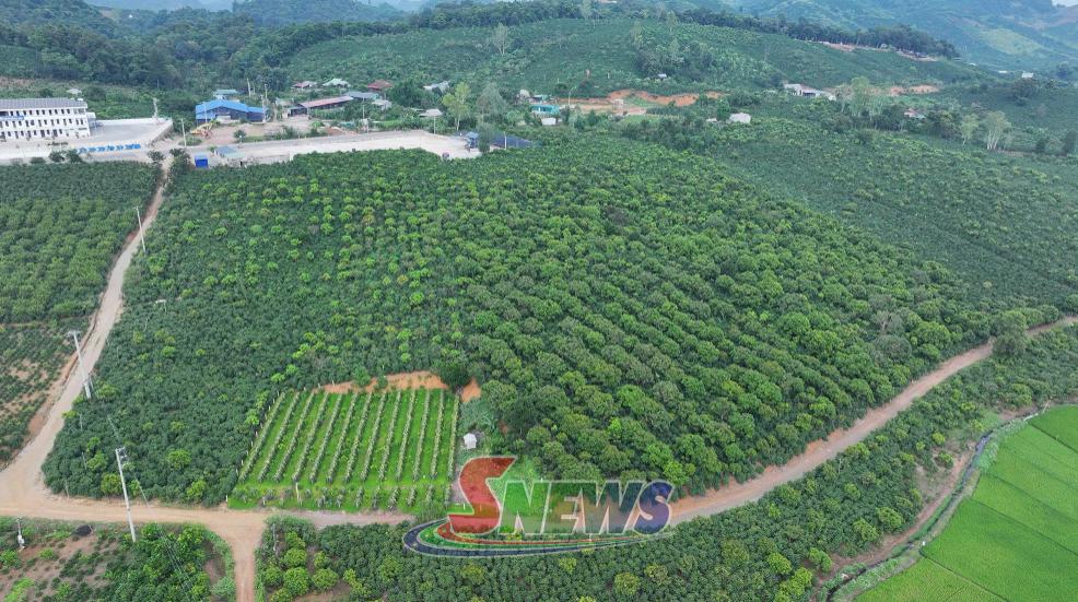 Để Arabica Sơn La vươn tầm thế giới