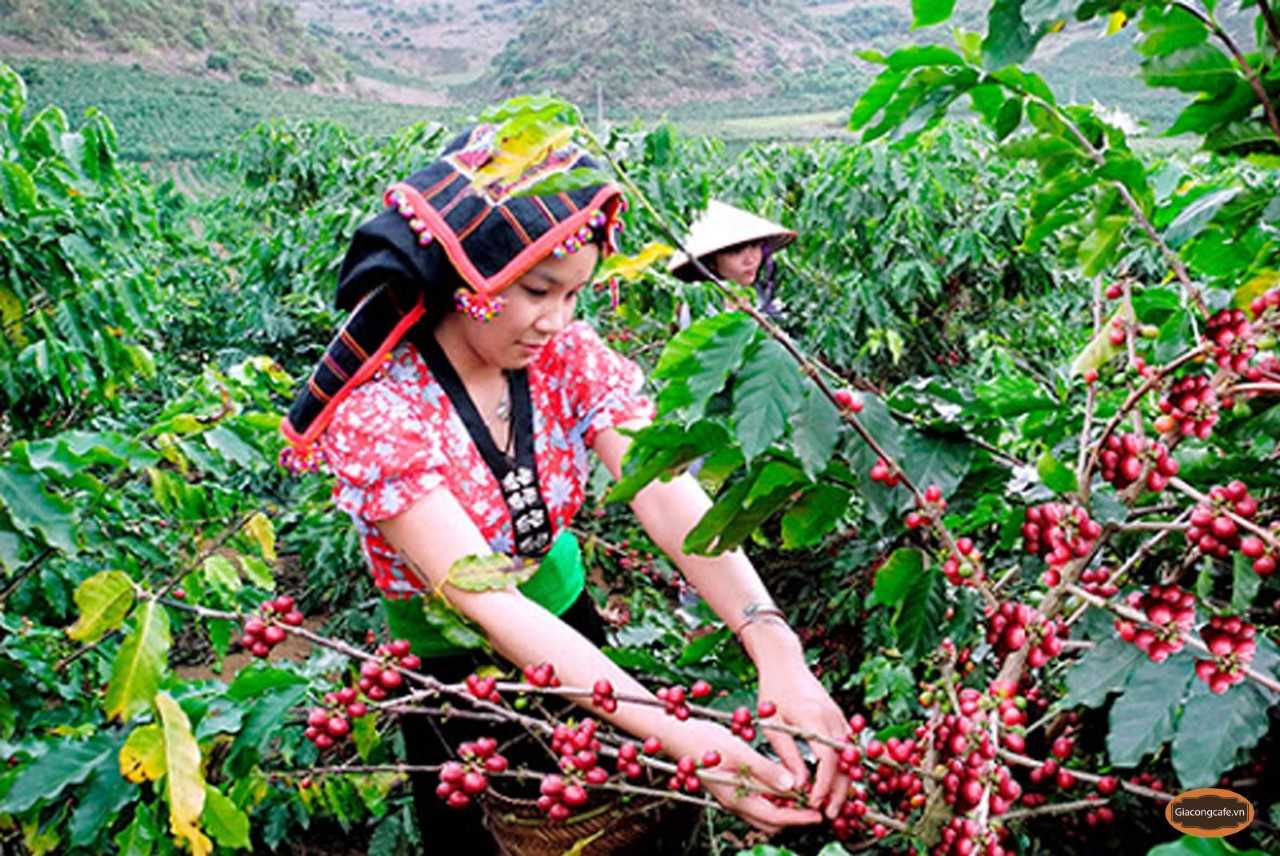 Chương trình Lễ hội Cà phê tỉnh Sơn La lần thứ nhất năm 2023